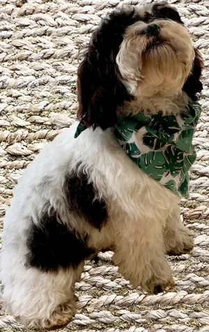 Palm Leaf Print Doggy Bandana - Reversible